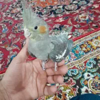 عروس هلندی