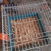 قفس  خرگوش، حیوانات دیگه که لازم در قفس باشه