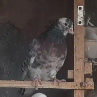 کبوتر هما سرور|پرنده|لنجان, |دیوار