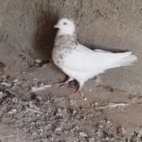 شوش|پرنده|کرخه, |دیوار