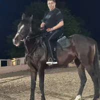 حیوان|اسب و تجهیزات اسبسواری|سرخرود, |دیوار