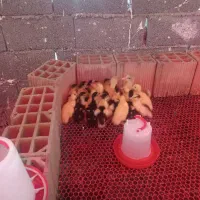 جوجه اردک اسراییلی