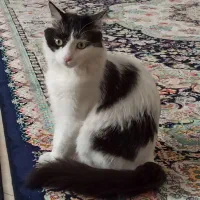 واگذاری گربه خانگی