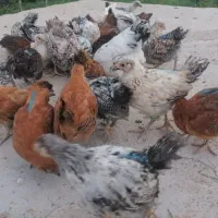 جوجه مرغ وخروس گلپایگان