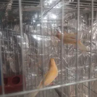 قناری نروماده|پرنده|مهدی شهر, |دیوار