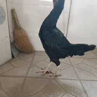 ۳جوجه خروس و مرغ نسل لاری