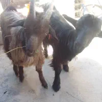 فروش 3 عدد بره و کهره