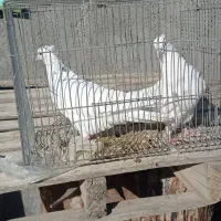 کبوتر ارزان|پرنده|سامان, |دیوار