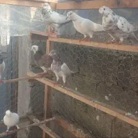 کبوتر پرشی|پرنده|فومن, |دیوار