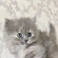 گربه های ملوس و خوشگل