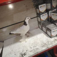 بوینی قرمز تهرانی|پرنده|مرند, |دیوار