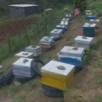 فروش کندوی عسل با زنبور