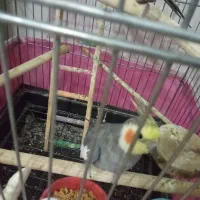 جفت عروس اهلی