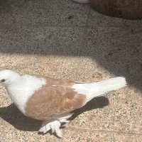 کبوتر