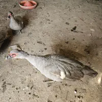 اوردک خارجی