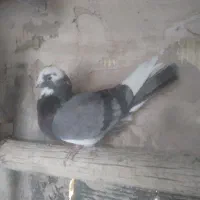 کفتر پرشی شازده|پرنده|خمینیشهر, |دیوار