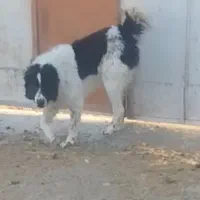 سگ گله قدرجونی