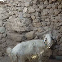 یک میش شاخی