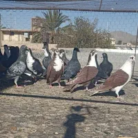 کبوتر تیپ نقش خاش|پرنده|سراوان, |دیوار