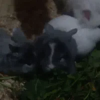 بچه خرگوشهای لوپ بازیگوش|موش و خرگوش|یزد, |دیوار