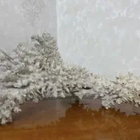 مرجان اصل دریایی آکواریوم