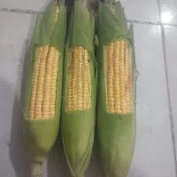 شیربلال به شرط درشت