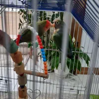 پرنده دو جفت یه جفت برزیلی یه جفت فنج