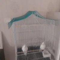 عروس هلندی البینو نر|پرنده|تهران, کوی بیمه|دیوار