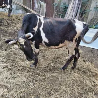 گاو به همراه گوساله|حیوانات مزرعه|آستانه اشرفیه, |دیوار