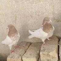 کفتر‌|پرنده|اصفهان, شهرک کاوه|دیوار