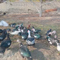 اردک شمال|حیوانات مزرعه|انزل, |دیوار