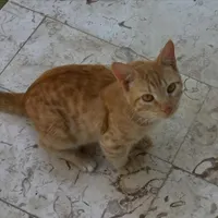 گربه گم شده