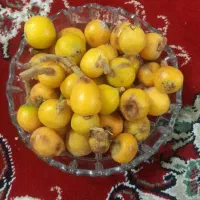 ازگیل درجه یک ارگانیک از پارس رست
