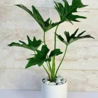 گل آپارتمانی|گل و گیاه طبیعی|مهران (ایلام), |دیوار