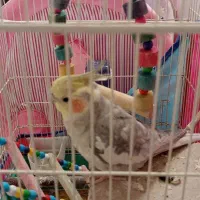 عروس هلندی نر سخنگو  بازیگوش ارام