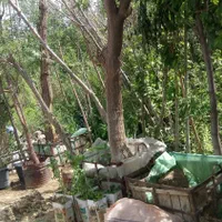 باغبانی درختچه نهالستان نهال درخت گل وگیاه فروشی|خدمات باغبانی و درختکاری|تهران, باغ خزانه|دیوار