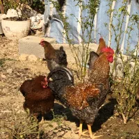 مرغ و خروس|حیوانات مزرعه|کرج, شهرک کیوانیه(معراج)|دیوار