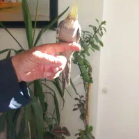 یکعددعروس هلندی دستی ۳ ماه با قفس ۹۵۰ تومن|پرنده|شاهینشهر, فردوسی|دیوار