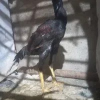 جوجه خروس لاری ۵ماهه از بهترین نژاد