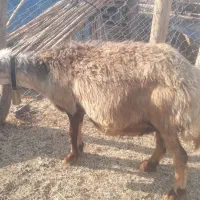 میش داشتی دوقلو زا|حیوانات مزرعه|دره شهر, |دیوار