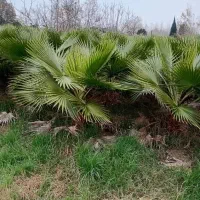 نهال پالم واشنگتن تنه قرمز|گل و گیاه طبیعی|آمل, |دیوار