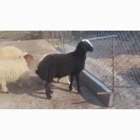 بره قوچ شال اصیل