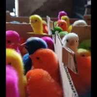 جوجه رنگی|پرنده|تربت‌حیدریه, بالا ولایت|دیوار