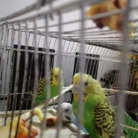 فروش دوعدد مرغ عشق سبزخشکل|پرنده|نیریز, |دیوار