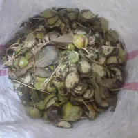 پوست گردو