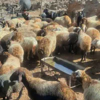 فروش بز وتی بز میش وشیشک چاق درجه یک کشتاری|حیوانات مزرعه|خرم‌آباد, |دیوار