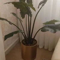 درختچه بابا آدم مصنوعی|گل مصنوعی|زنجان, |دیوار