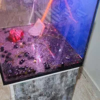 اکواریوم شیشه ریملس|ماهی|اهواز, آریاشهر|دیوار