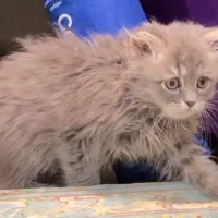 گربه بریتیش لانگهر|گربه|تهران, جیحون|دیوار