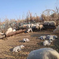 معاوضه‌با‌تراکتور|حیوانات مزرعه|رودبار (کرمان), |دیوار